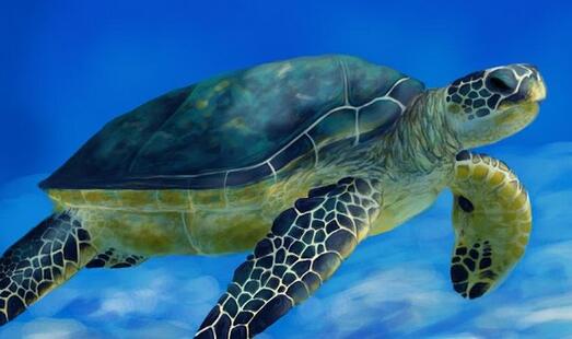 梦见海龟是什么意思,梦见海龟有什么寓意？