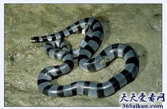 毒蛇3.jpg
