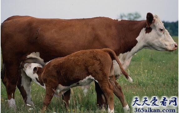 梦见小母牛意味着什么,梦见小母牛有哪些宜忌？