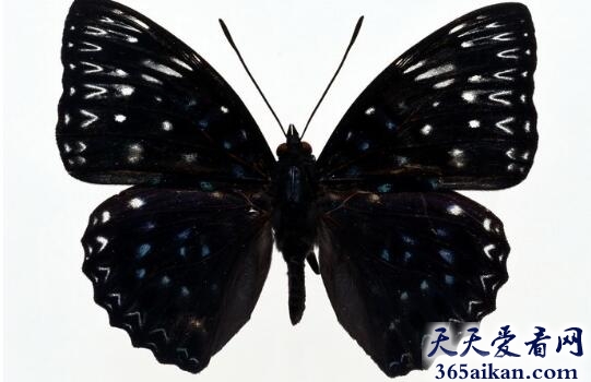 梦见黑蝴蝶是什么征兆,梦见黑蝴蝶意味着什么？