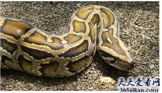 蟒蛇.jpg