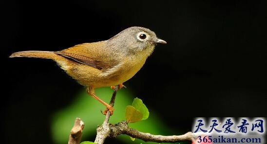 梦见小鸟死了是怎么回事,梦见小鸟代表什么？