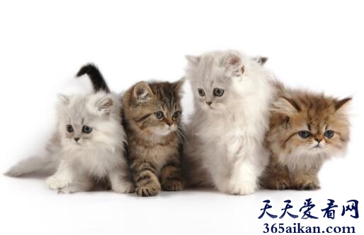 孕妇梦见小猫好不好,孕妇梦见小猫有什么寓意？