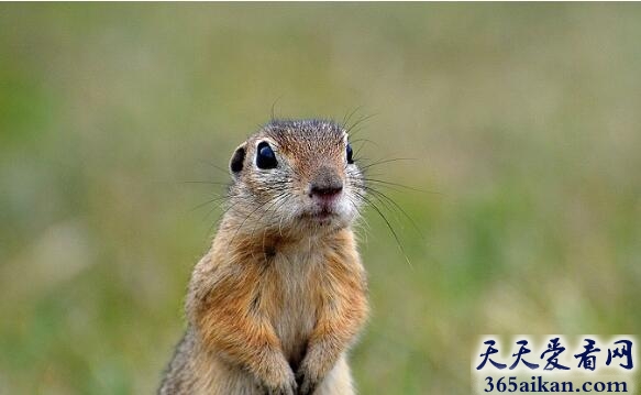 梦见田鼠预示着什么,梦见田鼠好不好？