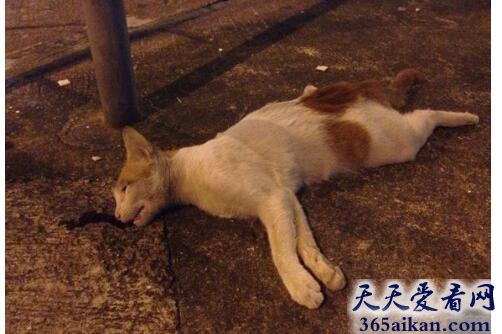 梦见小猫死了是什么征兆,梦见小猫死了有什么寓意？