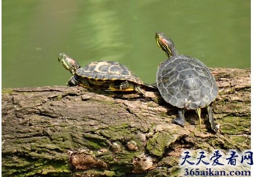 梦见乌龟晒太阳意味着什么,梦见乌龟晒太阳是什么征兆？