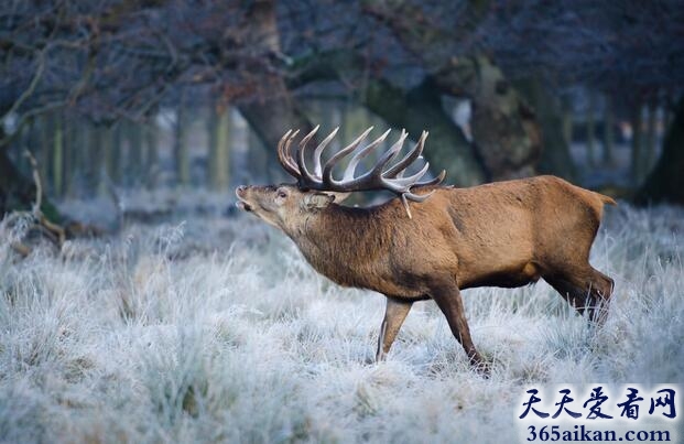 梦见牡鹿意味着什么,梦见牡鹿好不好？