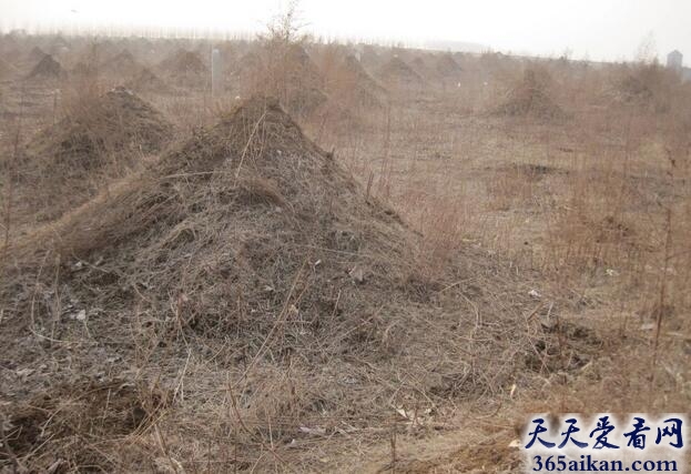 梦见坟头变大.jpg