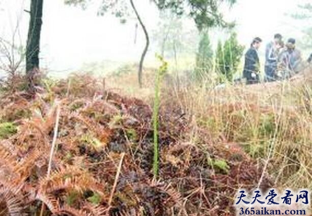 梦见坟头长草.jpg