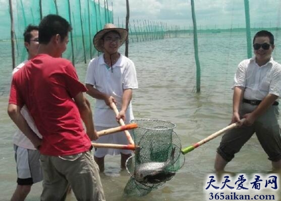 梦见捞鱼跟泥鳅好不好?梦见捞鱼跟泥鳅有什么寓意?