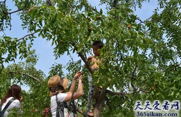 梦见爬树摘枣好不好?梦见爬树摘枣是什么意思?