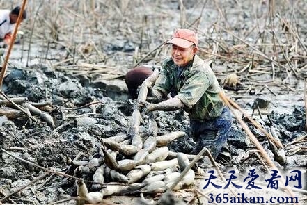 梦见挖莲藕是什么意思?梦见挖莲藕有什么含义?