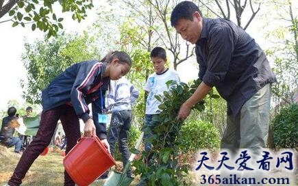 梦见植树预示着什么?梦见植树是什么含义?