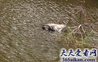 梦见水上漂尸体预示着什么?梦见水上漂尸体好不好?