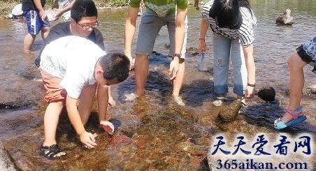 梦见捉鱼是什么征兆?梦见捉鱼有什么寓意?