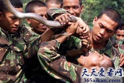 梦见杀蛇被蛇咬意味着什么?梦见杀蛇被蛇咬好不好?