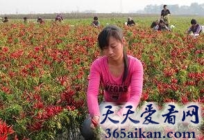 梦见摘辣椒是什么意思?梦见摘辣椒有什么寓意?