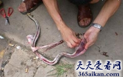 梦见杀蛇预示着是什么?梦见杀蛇是什么征兆?