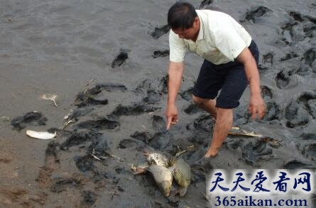 梦见捡鱼是怎么回事?梦见捡鱼有什么寓意?