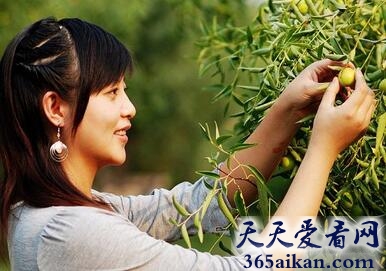 孕妇梦见摘枣子是什么含义?孕妇梦见摘枣子预示着什么?