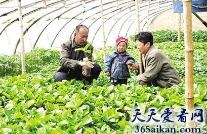 梦见种菜是什么意思?梦见种菜预示着什么?
