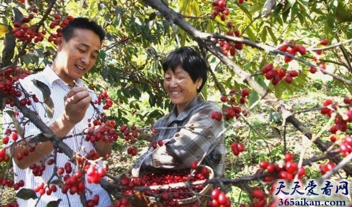 梦见摘枣是什么意思?梦见摘枣意味着什么?