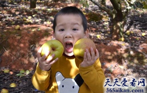 梦见摘苹果梨意味着什么?梦见摘苹果梨有什么寓意?
