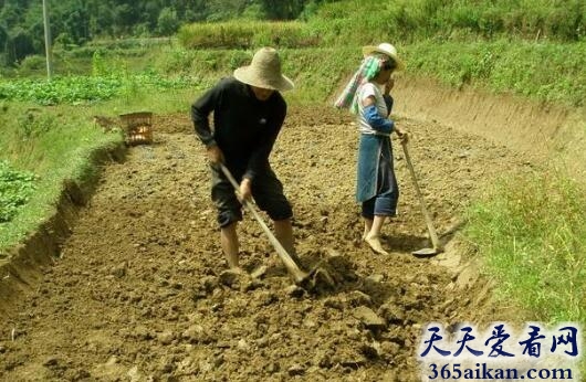 梦见挖地是什么意思?梦见挖地预示着什么?