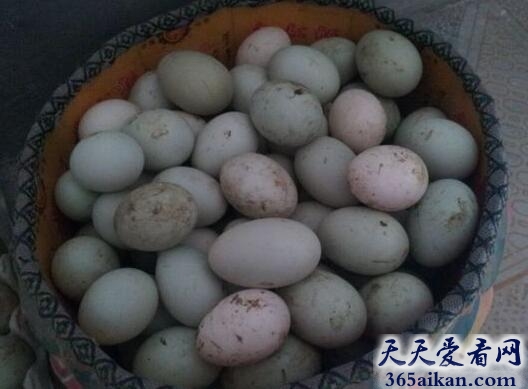 梦见捡鸭蛋和鸡蛋是怎么回事?梦见捡鸭蛋和鸡蛋有什么寓意?