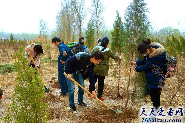 梦见栽树有什么含义?梦见栽树是什么意思?