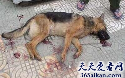梦见狗被打死了是什么意思?梦见狗被打死了是什么征兆?