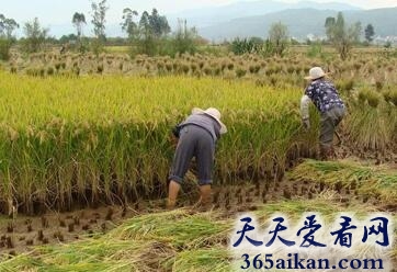 梦见收稻谷意味着什么?梦见收稻谷代表什么?