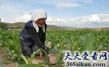 梦见播种玉米是什么意思?梦见播种玉米预示着什么?