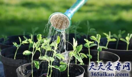 梦见栽树苗意味着什么?梦见栽树苗是什么征兆?