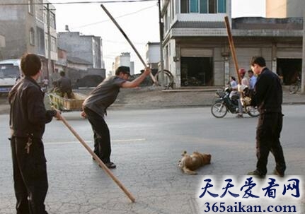 梦见打狗是什么意思?梦见打狗意味着什么?