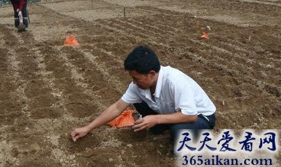 梦见播种是怎么回事?梦见播种暗示着什么?