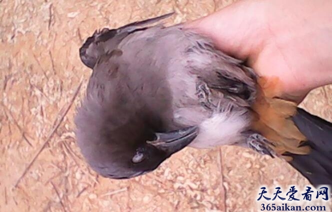梦见抓鸟好不好?梦见抓鸟是什么意思?