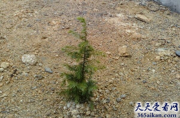 梦见种树苗是什么意思?梦见种树苗意味着什么?