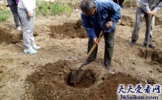 梦见种树挖坑暗示着什么?梦见种树挖坑有什么寓意?