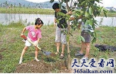 梦见种树意味着什么?梦见种树是什么含义?