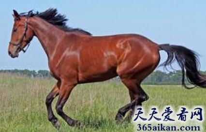 梦见奔跑的马预示着什么?梦见奔跑的马有什么寓意?