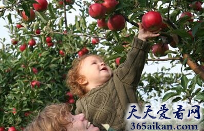 梦见上树摘苹果意味着什么?梦见上树摘苹果好不好?