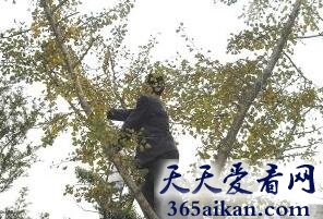 梦见上树摘果实说明什么?梦见上树摘果实代表什么?