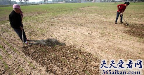 梦见松土暗示着什么?梦见松土是怎么回事?