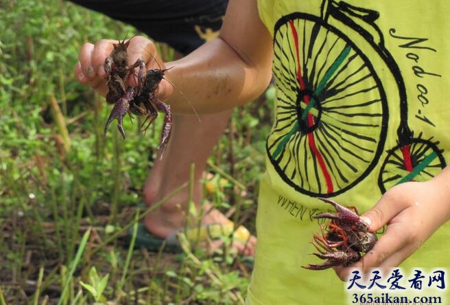 梦见捉虾好不好?梦见捉虾预示着什么?