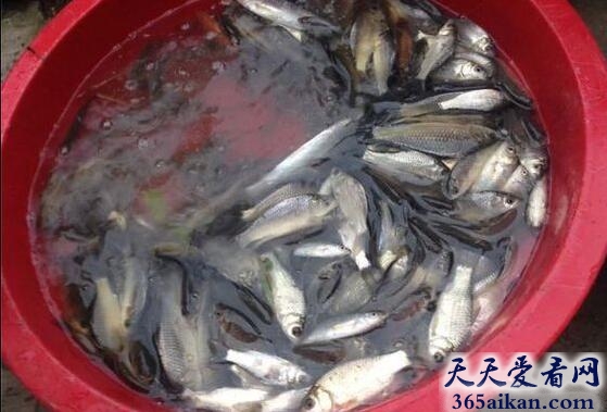 钓鱼钓到很多鱼