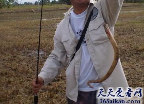 钓鱼时钓到蛇