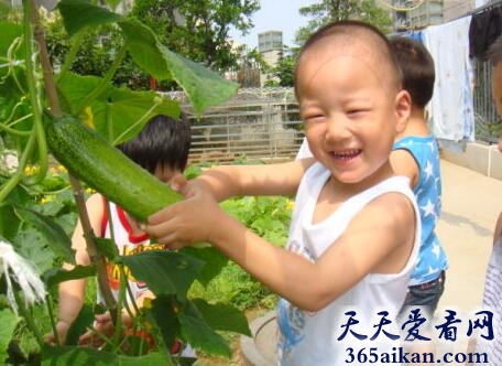 梦见摘黄瓜是怎么回事?梦见摘黄瓜是什么意思?