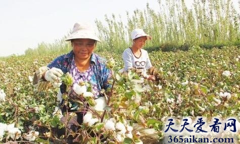 梦见摘棉花是什么意思?梦见摘棉花意味着什么?