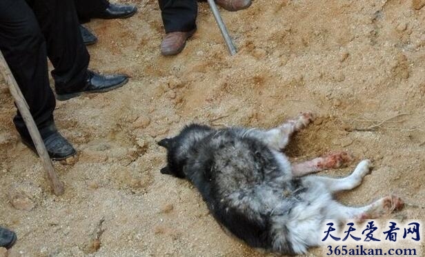 梦见打狼意味着什么?梦见打狼有什么含义?